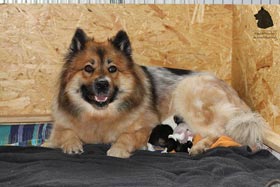 Foto von Emma mit Anouk und Asterix