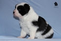 Foto vom 30 Tage alten Anouk