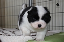 Foto vom 33 Tage alten Anouk