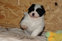 Foto vom 33 Tage alten Anouk