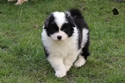 Foto vom 45 Tage alten Anouk