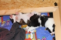 Foto vom 14 Tage alten Anouk