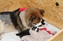 Foto vom 14 Tage alten Asterix