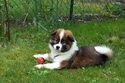 Foto Asterix