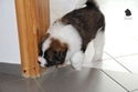 Foto vom 37 Tage alten Asterix